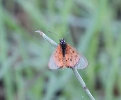Acraea neobule neobule