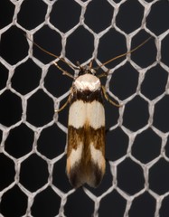 Stathmopoda mannophora