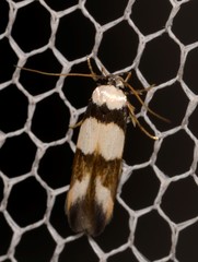 Stathmopoda mannophora