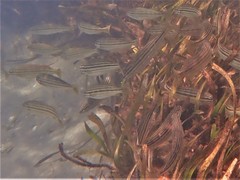 Helotes octolineatus