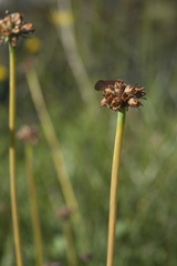 Primula auriculata