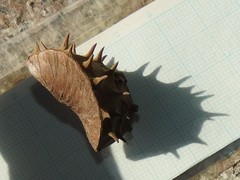 Byttneria grandifolia