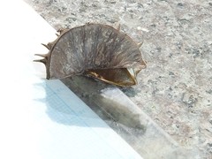 Byttneria grandifolia