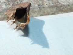 Byttneria grandifolia