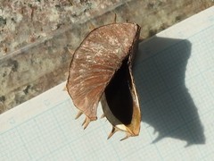 Byttneria grandifolia