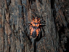 Tegea atropicta
