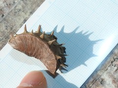 Byttneria grandifolia