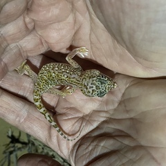 Stenodactylus doriae