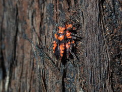 Tegea atropicta