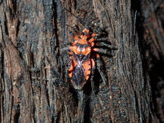 Tegea atropicta