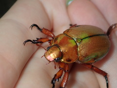 Anoplognathus viridiaeneus