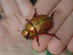 Anoplognathus viridiaeneus