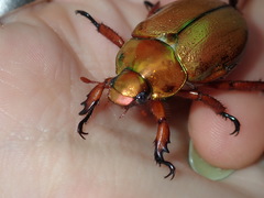 Anoplognathus viridiaeneus