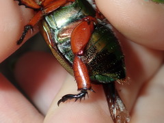 Anoplognathus viridiaeneus