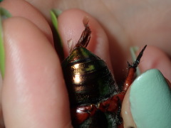 Anoplognathus viridiaeneus