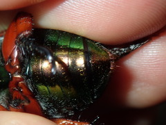 Anoplognathus viridiaeneus