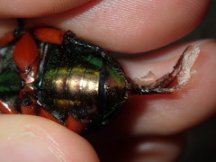 Anoplognathus viridiaeneus