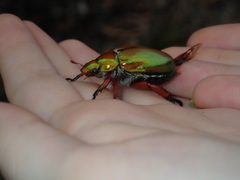 Anoplognathus viridiaeneus