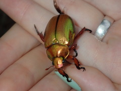 Anoplognathus viridiaeneus