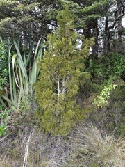 Halocarpus