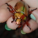 King Christmas Beetle - Photo (c) Thomas Mesaglio, some rights reserved (CC BY), uploaded by Thomas Mesaglio