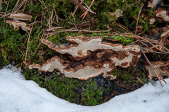 Heterobasidion parviporum