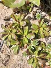 Nesogenes euphrasioides