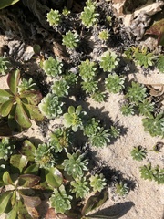 Heliotropium anomalum