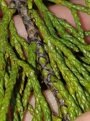 Halocarpus