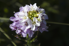 Cardamine raphanifolia acris