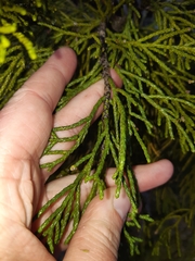 Halocarpus