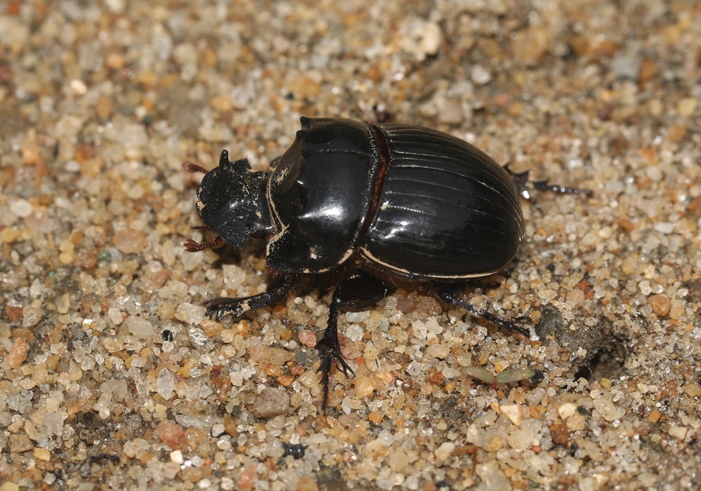 Copris repertus