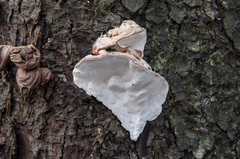 Heterobasidion parviporum