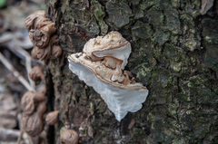 Heterobasidion parviporum