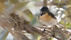 Myiagra ruficollis