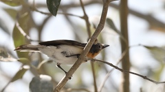 Myiagra ruficollis