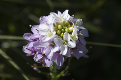 Cardamine raphanifolia acris