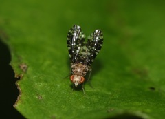 Homoneura trypetoptera