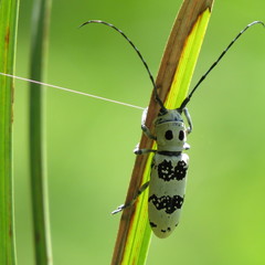 Rhaphidopsis melaleuca