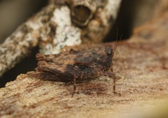 Apterotettix obtusus