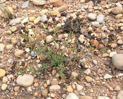 Lampranthus laxifolius