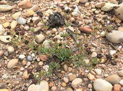 Lampranthus laxifolius