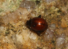 Chabria apicicornis