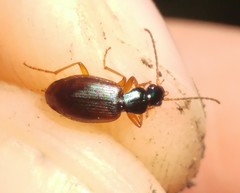 Anchomenus dorsalis