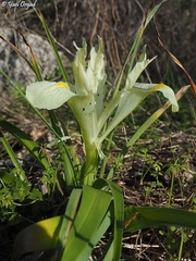 Iris palaestina