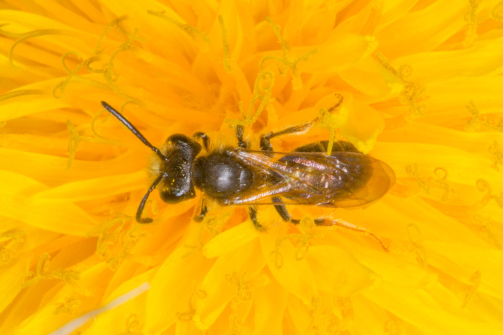 Big-headed Mining Bee