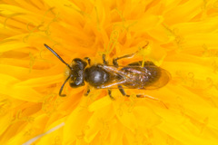 Andrena bucephala