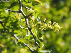 Searsia tripartita