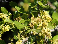 Searsia tripartita