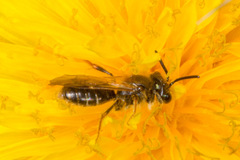 Andrena bucephala
